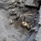 Illustration for article titled Skull of Crushed Pompeii Victim Found ‘Intact’